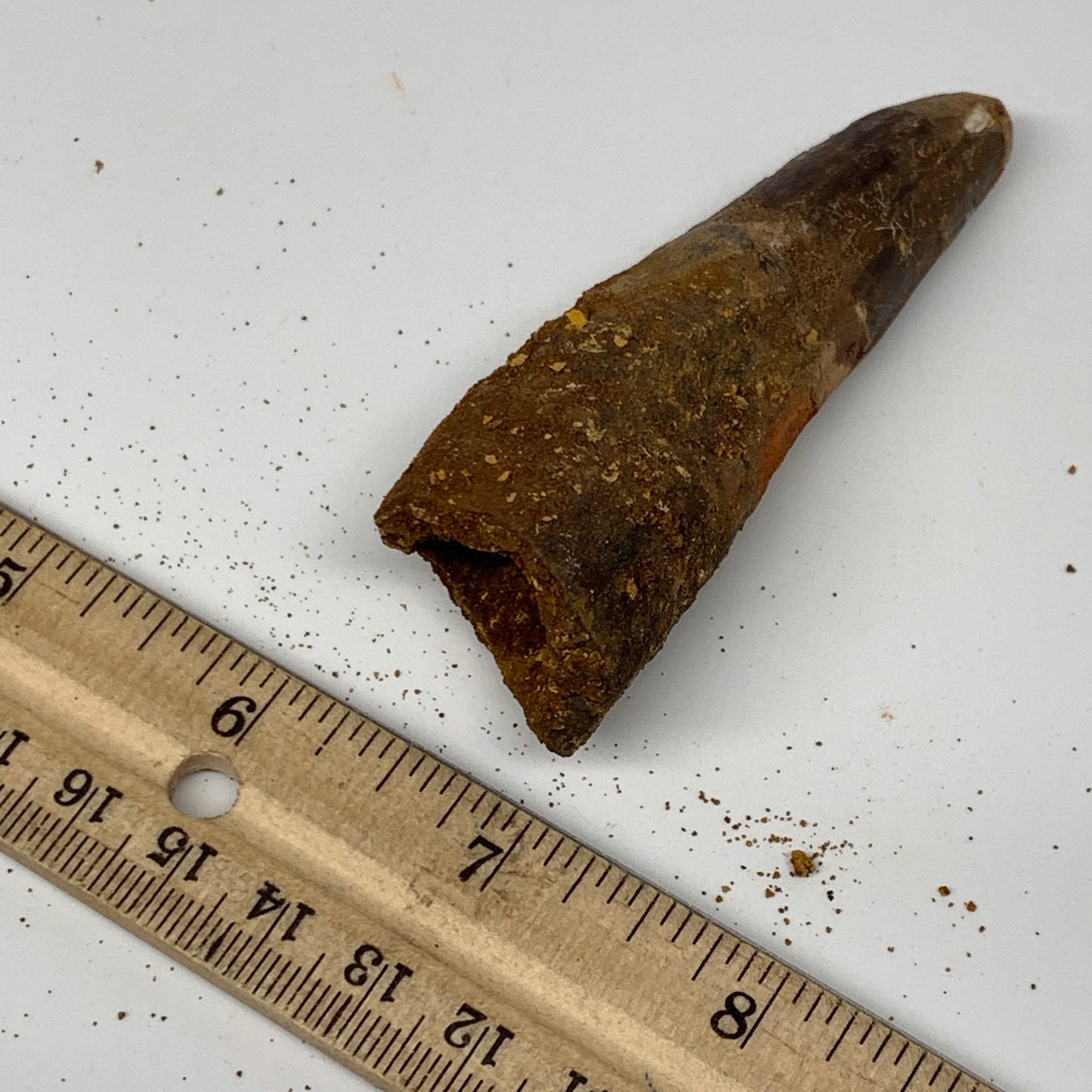 46.8g, 3.4"X1.1"x 1", Rare Natural Fossils Spinosaurus Tooth from Morocco, F3251