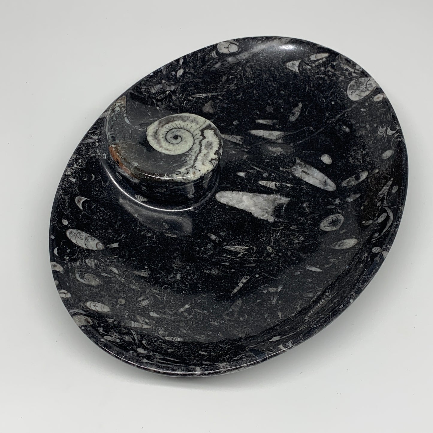 742g, 8.75"x6.5" Black Fossils Ammonite Orthoceras Bowl Oval Ring @Morocco,B8392