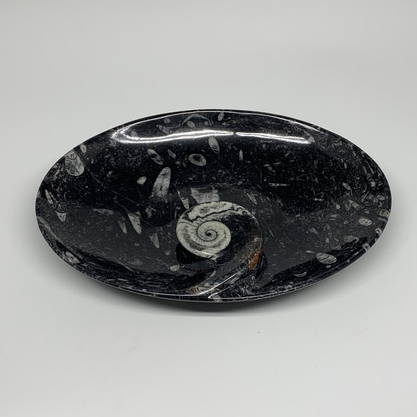 742g, 8.75"x6.5" Black Fossils Ammonite Orthoceras Bowl Oval Ring @Morocco,B8392