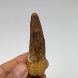 32g, 2.9"X0.9"x 0.8", Rare Natural Fossils Spinosaurus Tooth from Morocco, F3252