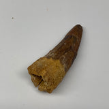 32g, 2.9"X0.9"x 0.8", Rare Natural Fossils Spinosaurus Tooth from Morocco, F3252