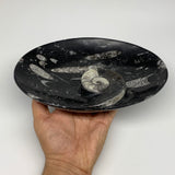 962g, 8.75"x6.5" Black Fossils Ammonite Orthoceras Bowl Oval Ring @Morocco,B8394