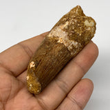 45.5g, 3"X1.1"x 0.8", Rare Natural Fossils Spinosaurus Tooth from Morocco, F3253