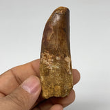 45.5g, 3"X1.1"x 0.8", Rare Natural Fossils Spinosaurus Tooth from Morocco, F3253