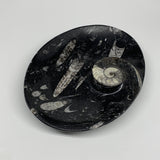 962g, 8.75"x6.5" Black Fossils Ammonite Orthoceras Bowl Oval Ring @Morocco,B8394