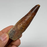 32.2g, 3.3"X0.9"x 0.8", Rare Natural Fossils Spinosaurus Tooth from Morocco, F32