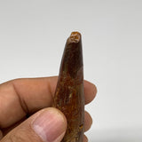 32.2g, 3.3"X0.9"x 0.8", Rare Natural Fossils Spinosaurus Tooth from Morocco, F32