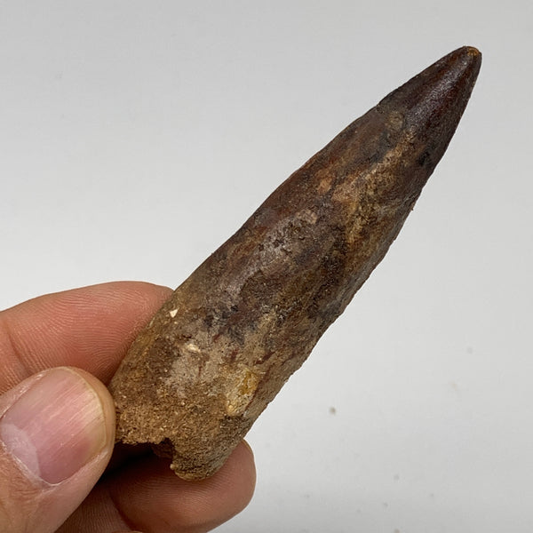 25.1g, 3"X0.8"x 0.6", Rare Natural Fossils Spinosaurus Tooth from Morocco, F3255