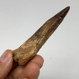 25.1g, 3"X0.8"x 0.6", Rare Natural Fossils Spinosaurus Tooth from Morocco, F3255