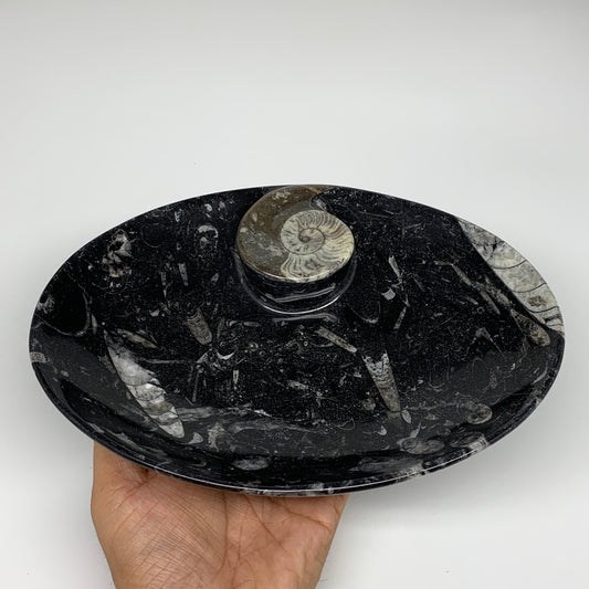 706g, 8.75"x6.5" Black Fossils Ammonite Orthoceras Bowl Oval Ring @Morocco,B8397