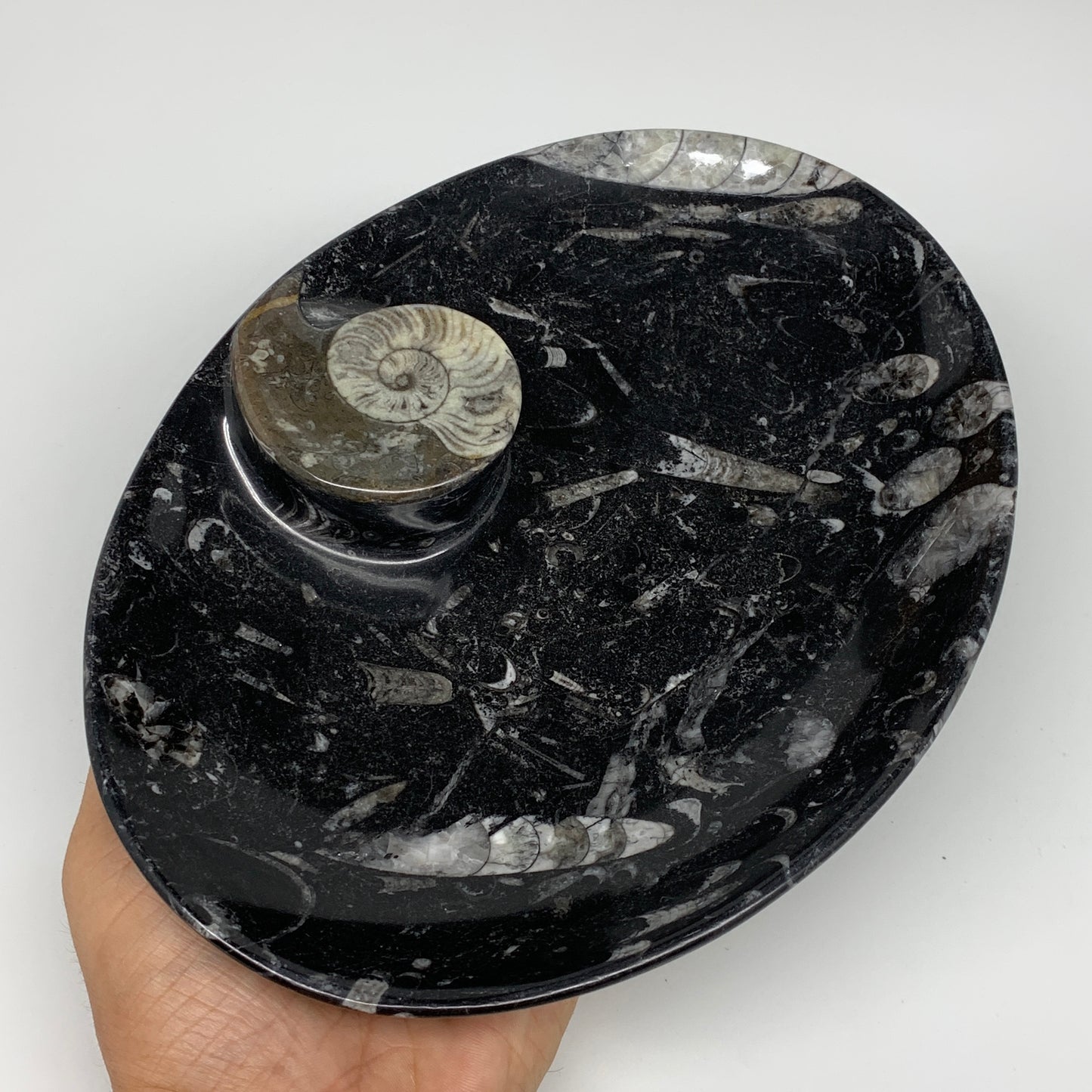 706g, 8.75"x6.5" Black Fossils Ammonite Orthoceras Bowl Oval Ring @Morocco,B8397