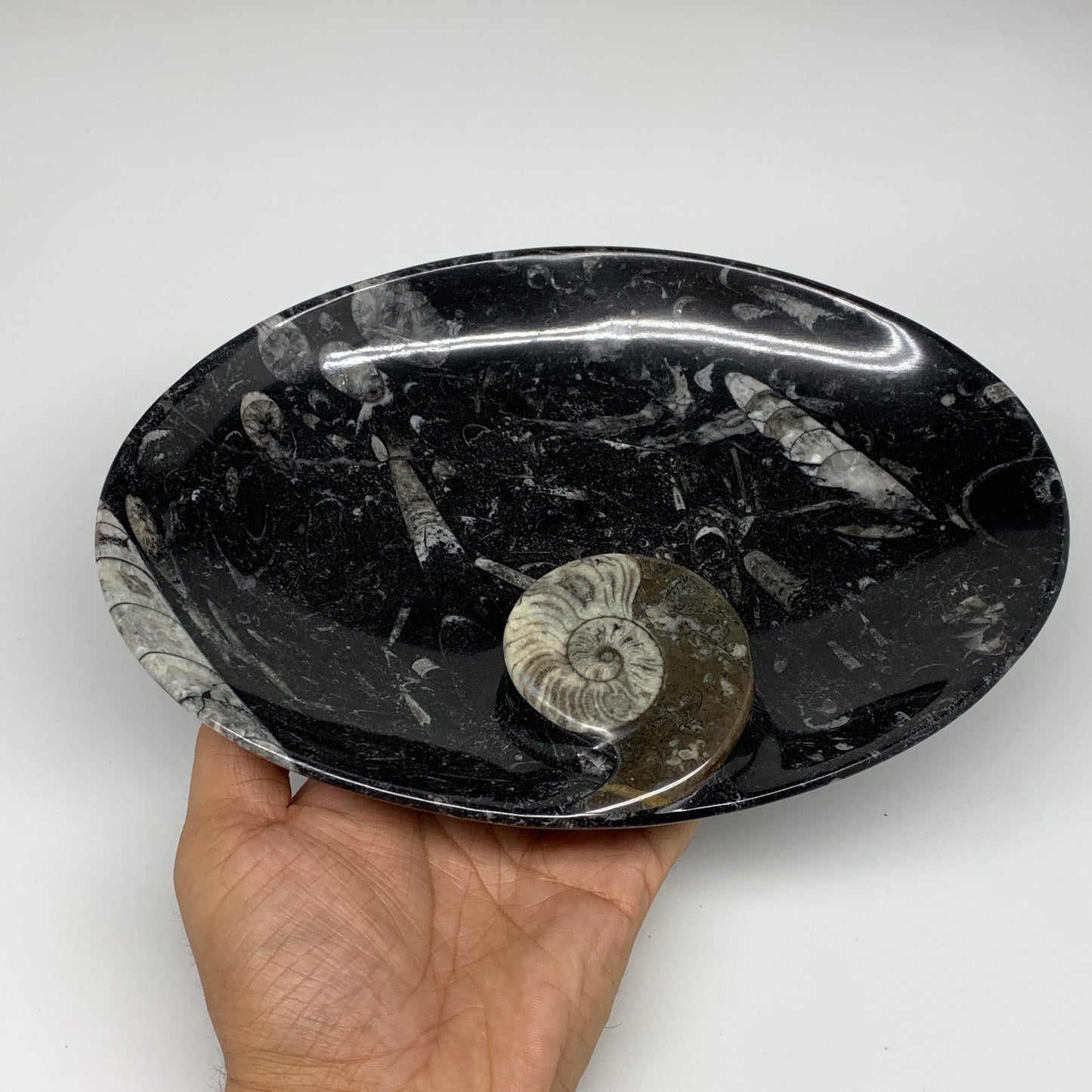 706g, 8.75"x6.5" Black Fossils Ammonite Orthoceras Bowl Oval Ring @Morocco,B8397