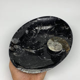 706g, 8.75"x6.5" Black Fossils Ammonite Orthoceras Bowl Oval Ring @Morocco,B8397