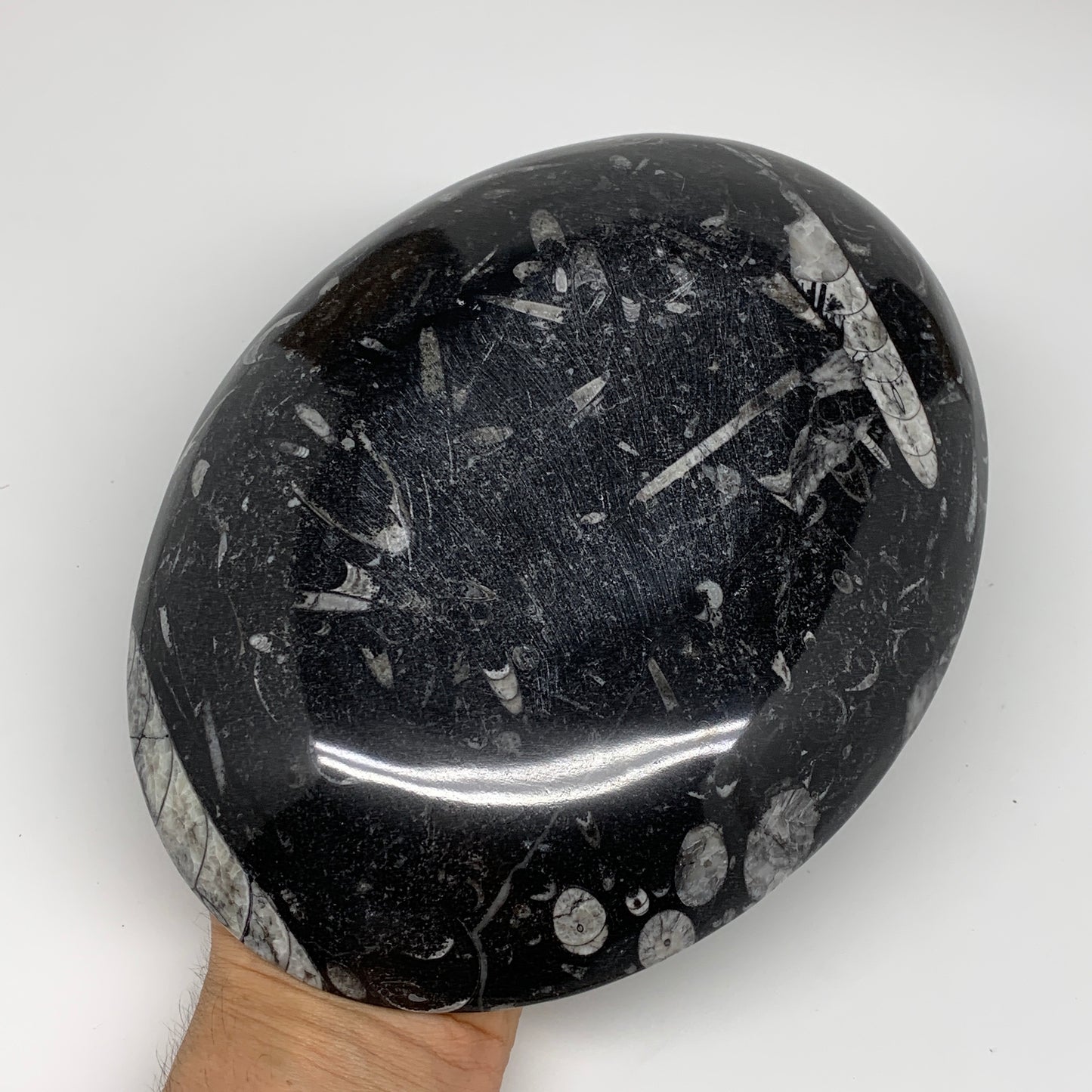 706g, 8.75"x6.5" Black Fossils Ammonite Orthoceras Bowl Oval Ring @Morocco,B8397