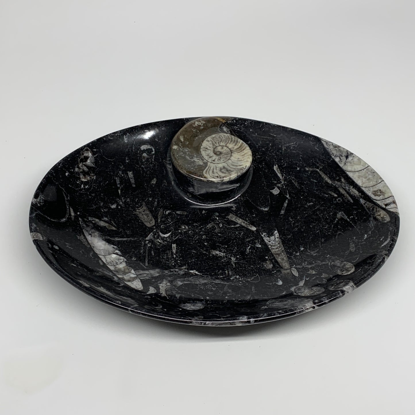 706g, 8.75"x6.5" Black Fossils Ammonite Orthoceras Bowl Oval Ring @Morocco,B8397