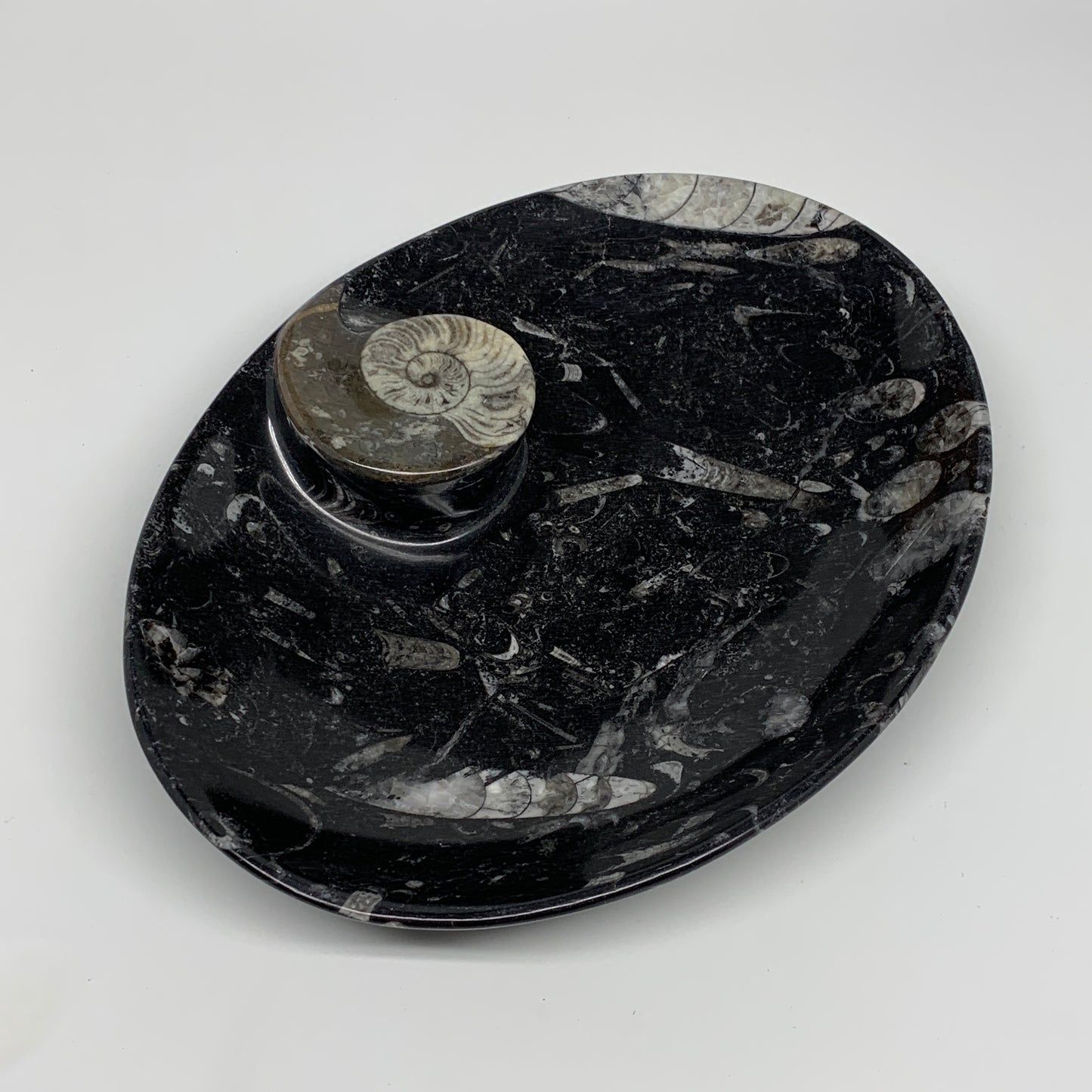 706g, 8.75"x6.5" Black Fossils Ammonite Orthoceras Bowl Oval Ring @Morocco,B8397