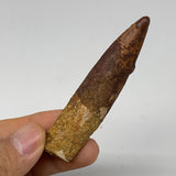 25.4g, 3.1"X0.7"x 0.6", Rare Natural Fossils Spinosaurus Tooth from Morocco, F32