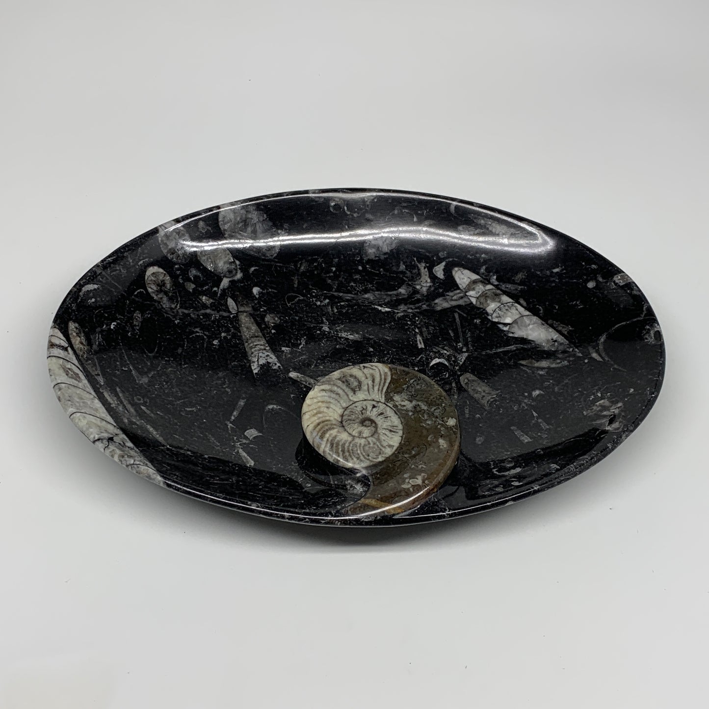 706g, 8.75"x6.5" Black Fossils Ammonite Orthoceras Bowl Oval Ring @Morocco,B8397