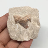 64.7g,2"X1.9"x1"Otodus Fossil Shark Tooth Mounted on Matrix @Morocco,MF2044