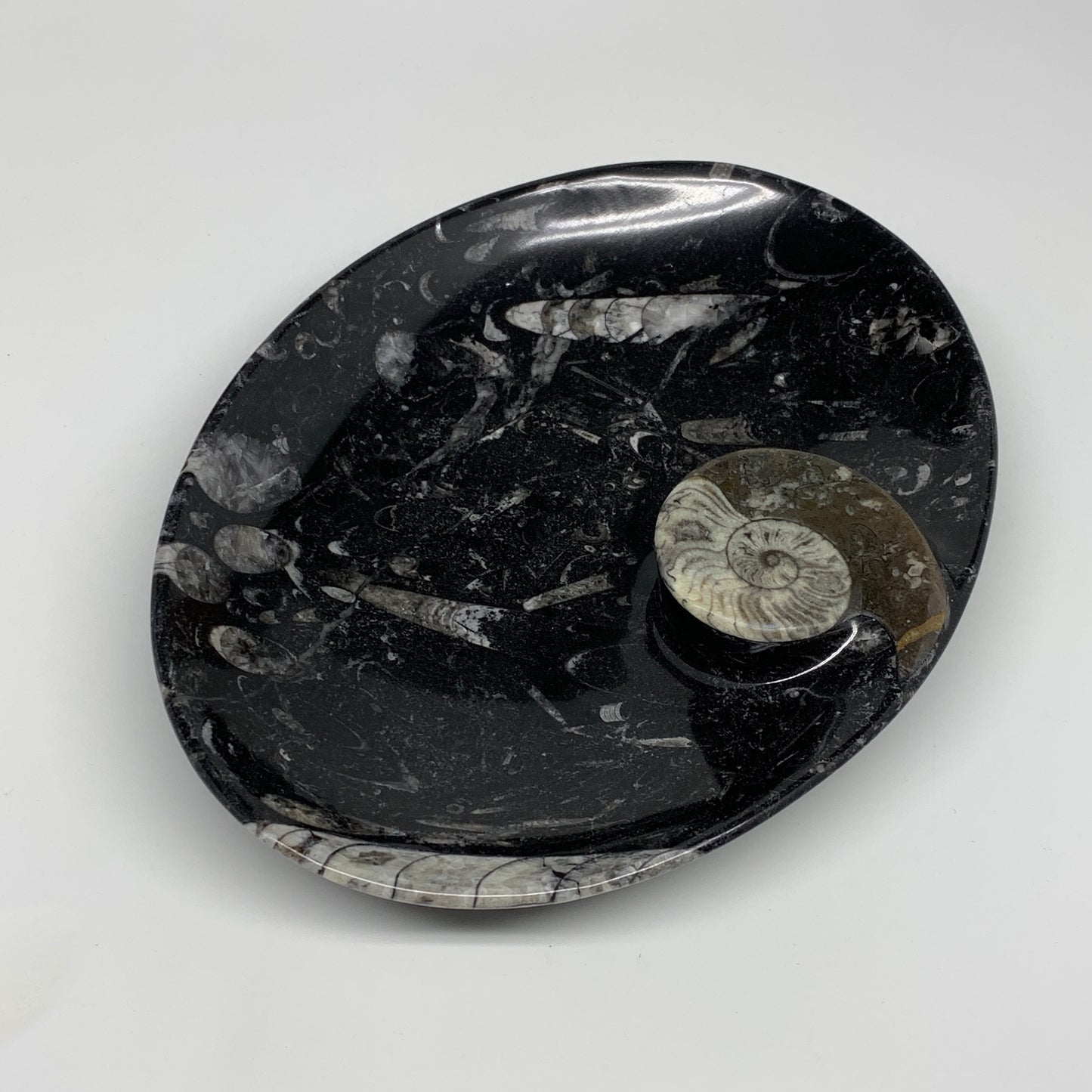 706g, 8.75"x6.5" Black Fossils Ammonite Orthoceras Bowl Oval Ring @Morocco,B8397