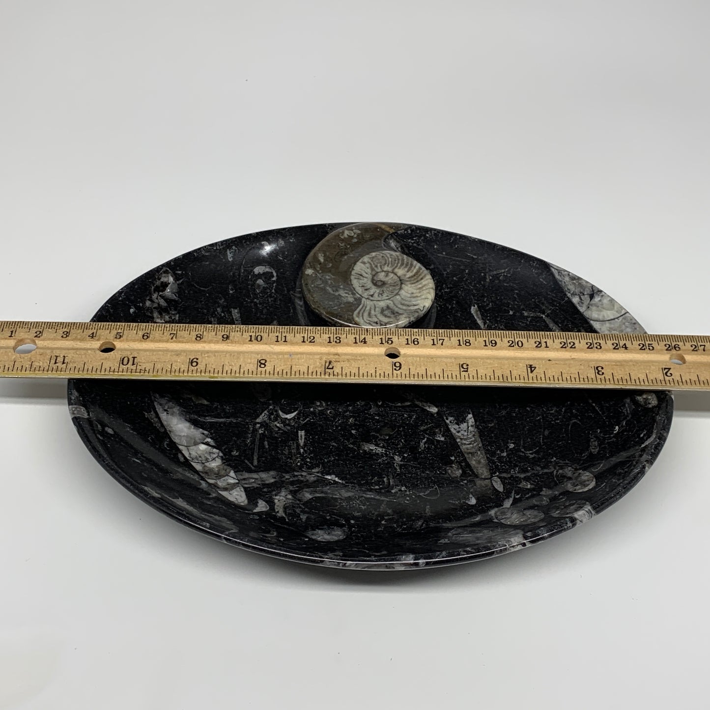 706g, 8.75"x6.5" Black Fossils Ammonite Orthoceras Bowl Oval Ring @Morocco,B8397