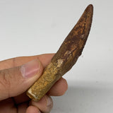 25.4g, 3.1"X0.7"x 0.6", Rare Natural Fossils Spinosaurus Tooth from Morocco, F32