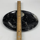 706g, 8.75"x6.5" Black Fossils Ammonite Orthoceras Bowl Oval Ring @Morocco,B8397