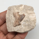 64.7g,2"X1.9"x1"Otodus Fossil Shark Tooth Mounted on Matrix @Morocco,MF2044
