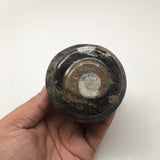 266g, 2.6"x2.7" Small Round Fossils Ammonite Brown Jewelry Box @Morocco,MF863 - watangem.com