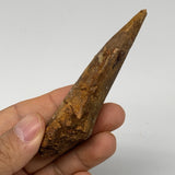 43.9g, 3.7"X0.9"x 0.9", Rare Natural Fossils Spinosaurus Tooth from Morocco, F32