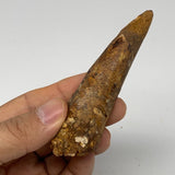 43.9g, 3.7"X0.9"x 0.9", Rare Natural Fossils Spinosaurus Tooth from Morocco, F32