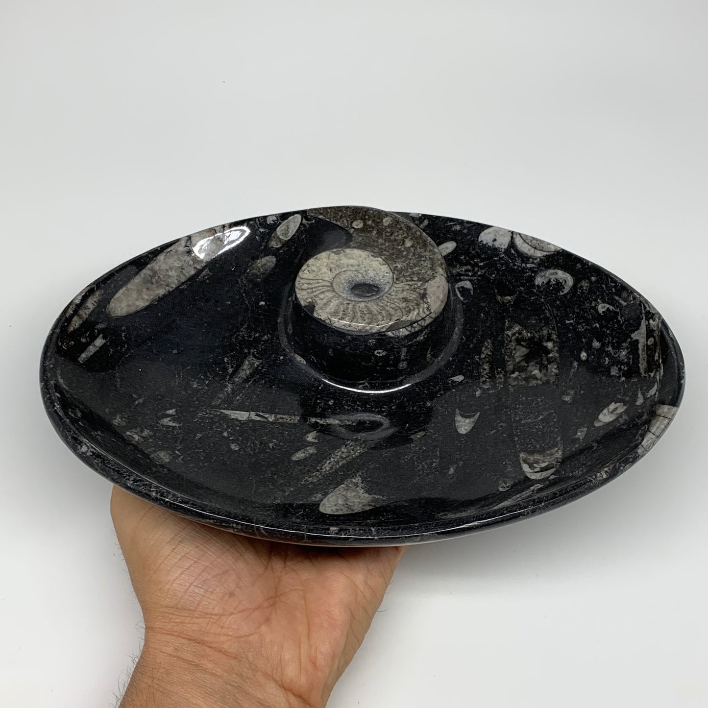 802g, 8.75"x6.5" Black Fossils Ammonite Orthoceras Bowl Oval Ring @Morocco,B8399