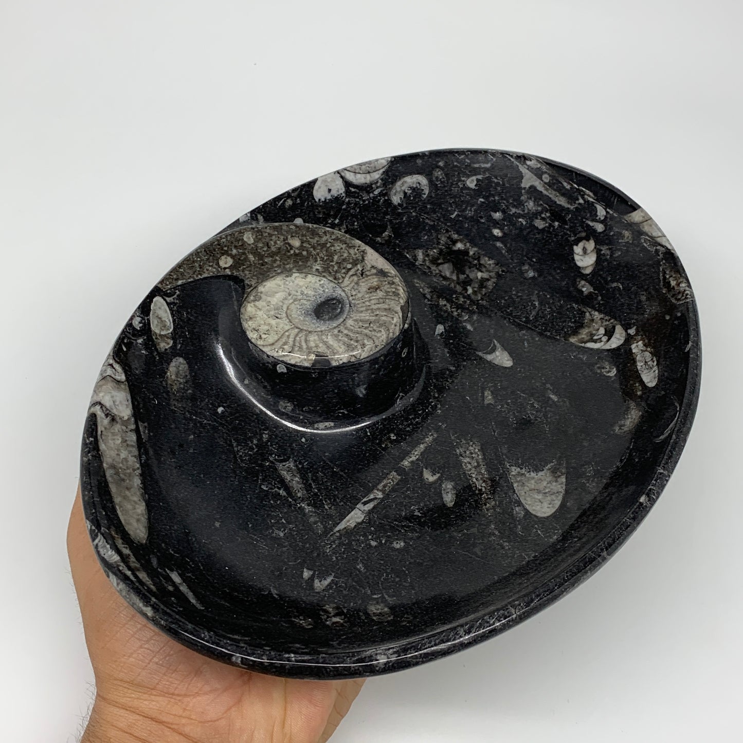 802g, 8.75"x6.5" Black Fossils Ammonite Orthoceras Bowl Oval Ring @Morocco,B8399