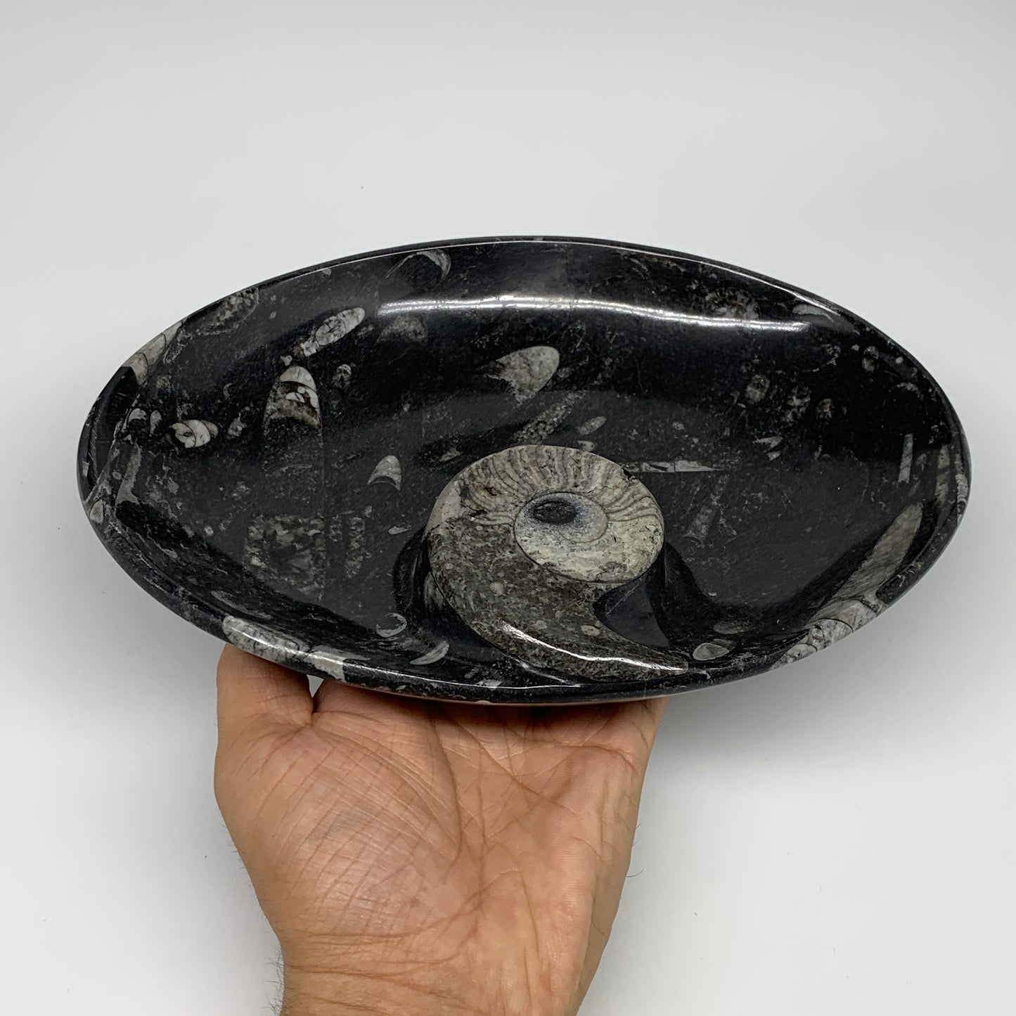 802g, 8.75"x6.5" Black Fossils Ammonite Orthoceras Bowl Oval Ring @Morocco,B8399