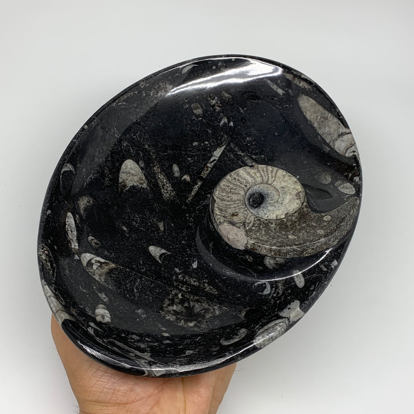 802g, 8.75"x6.5" Black Fossils Ammonite Orthoceras Bowl Oval Ring @Morocco,B8399