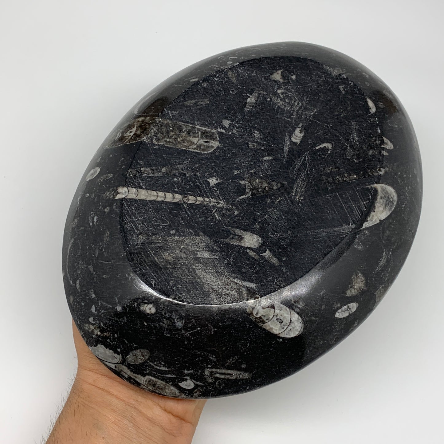 802g, 8.75"x6.5" Black Fossils Ammonite Orthoceras Bowl Oval Ring @Morocco,B8399