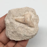 61.2g,2.1"X1.9"x1"Otodus Fossil Shark Tooth Mounted on Matrix @Morocco,MF2046