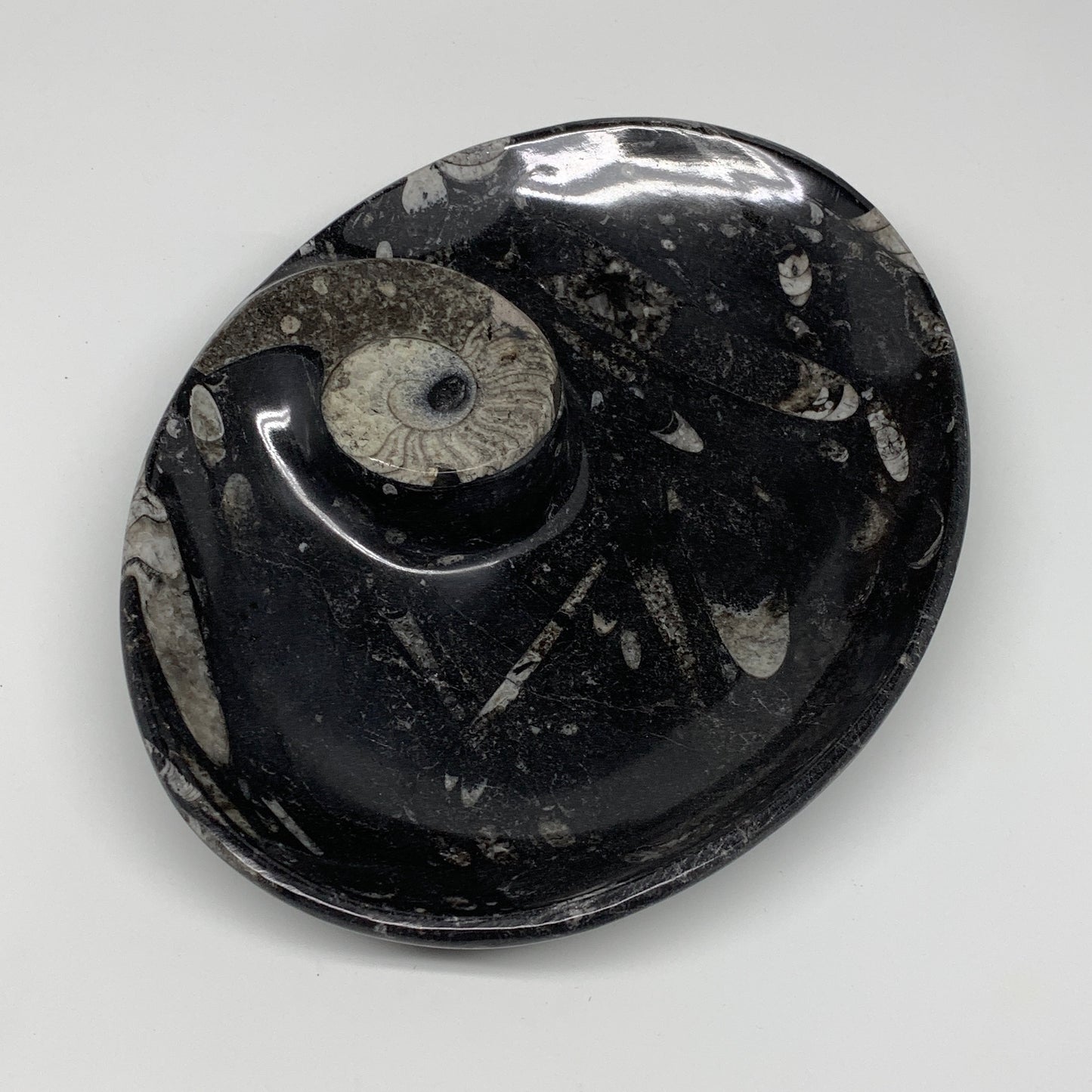 802g, 8.75"x6.5" Black Fossils Ammonite Orthoceras Bowl Oval Ring @Morocco,B8399