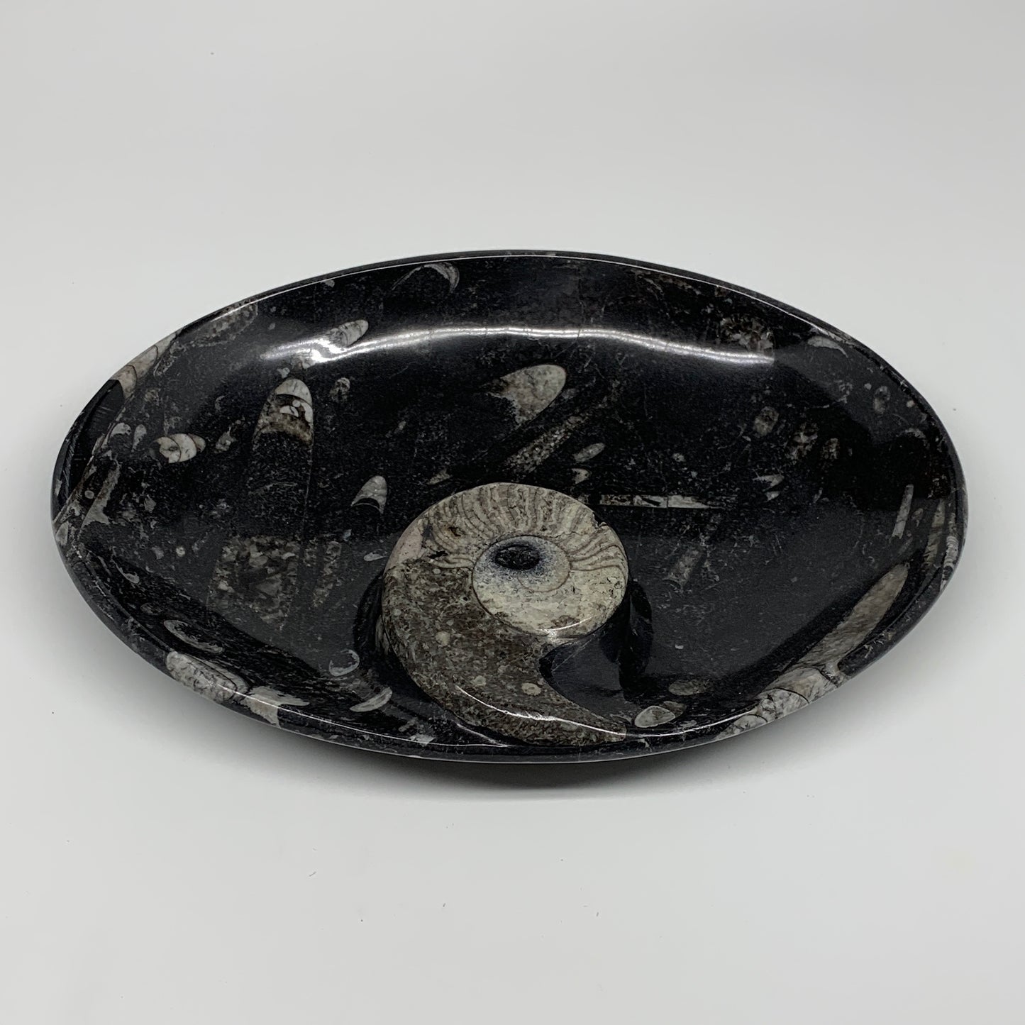 802g, 8.75"x6.5" Black Fossils Ammonite Orthoceras Bowl Oval Ring @Morocco,B8399