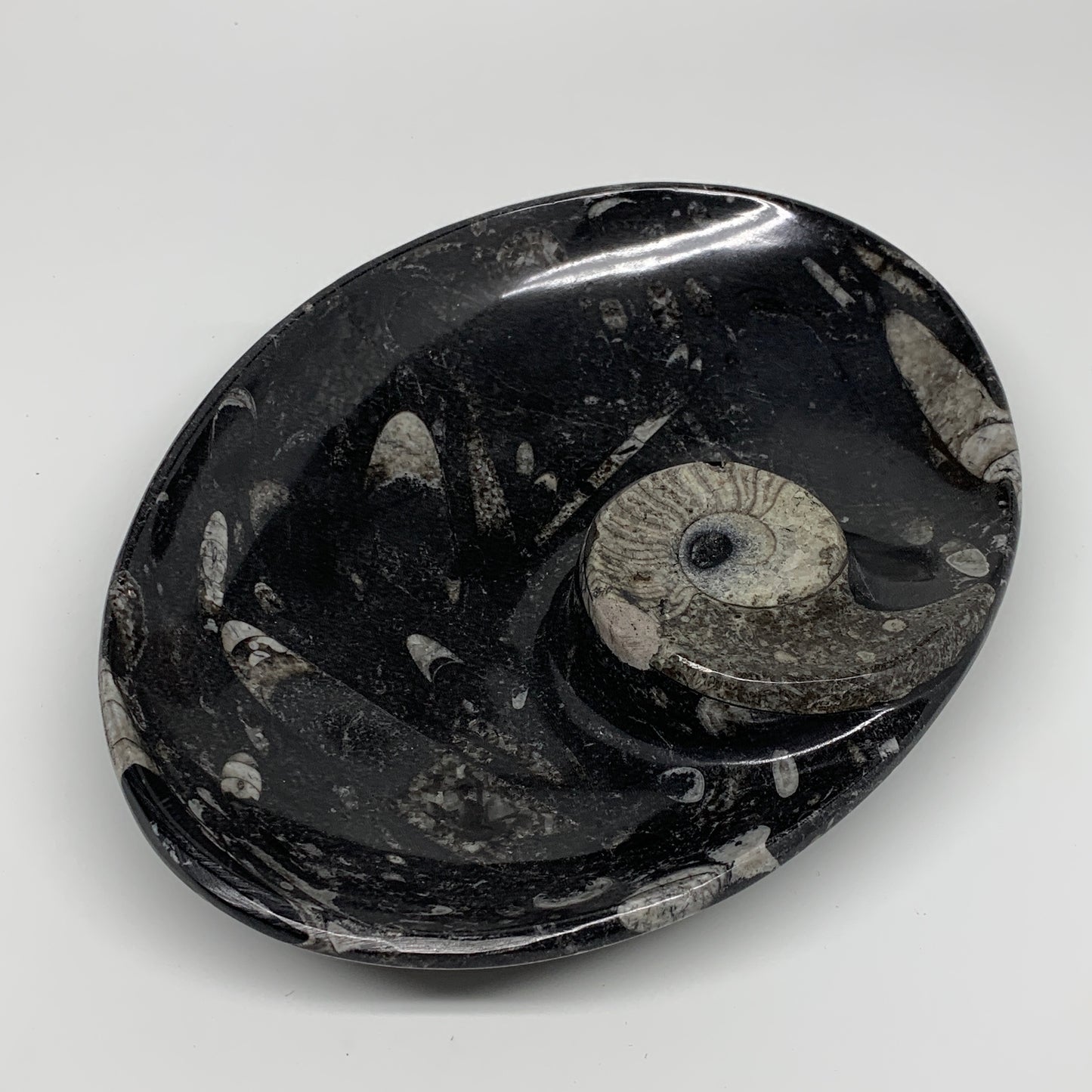 802g, 8.75"x6.5" Black Fossils Ammonite Orthoceras Bowl Oval Ring @Morocco,B8399