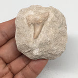 61.2g,2.1"X1.9"x1"Otodus Fossil Shark Tooth Mounted on Matrix @Morocco,MF2046