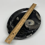 802g, 8.75"x6.5" Black Fossils Ammonite Orthoceras Bowl Oval Ring @Morocco,B8399