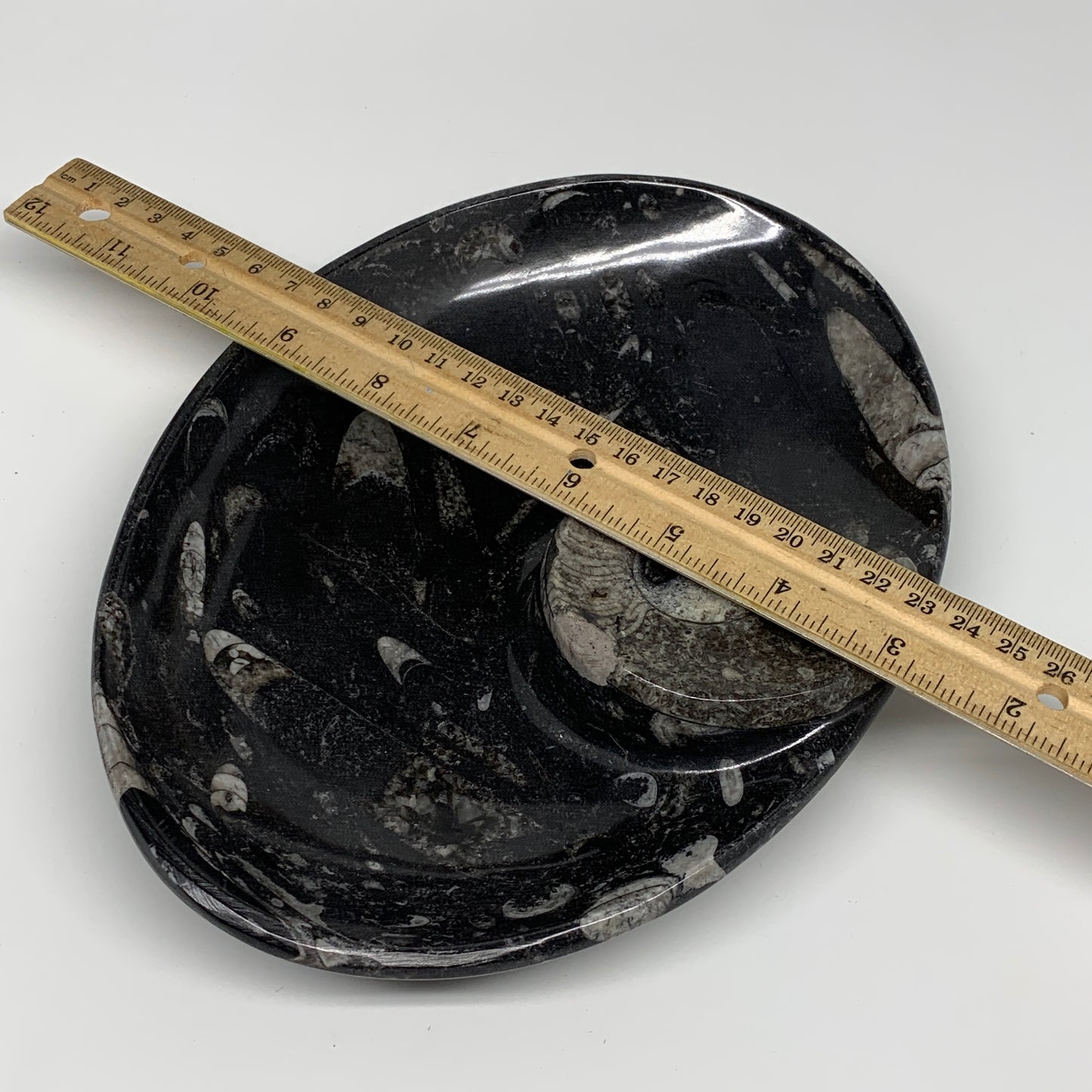 802g, 8.75"x6.5" Black Fossils Ammonite Orthoceras Bowl Oval Ring @Morocco,B8399