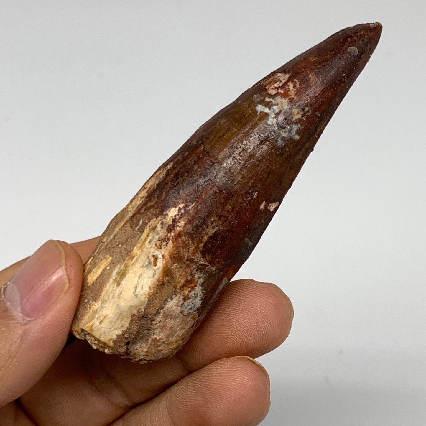 36g, 3.2"X0.9"x 0.8", Rare Natural Fossils Spinosaurus Tooth from Morocco, F3258