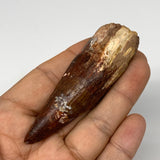 36g, 3.2"X0.9"x 0.8", Rare Natural Fossils Spinosaurus Tooth from Morocco, F3258