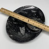 748g, 8.75"x6.5" Black Fossils Ammonite Orthoceras Bowl Oval Ring @Morocco,B8400