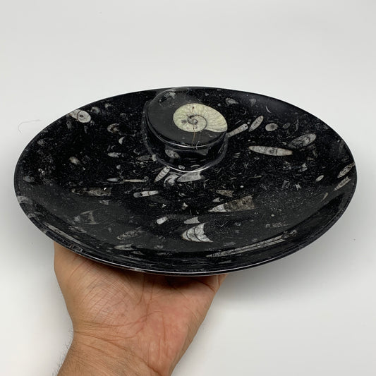 768g, 8.75"x6.5" Black Fossils Ammonite Orthoceras Bowl Oval Ring @Morocco,B8401