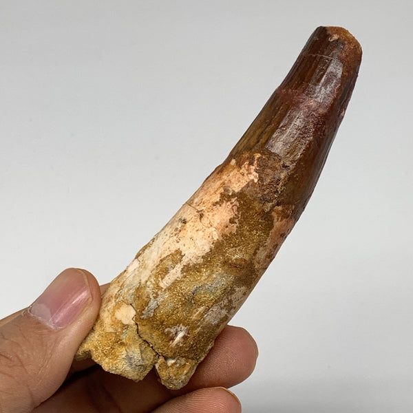 59.4g, 3.7"X1.1"x 0.9", Rare Natural Fossils Spinosaurus Tooth from Morocco, F32
