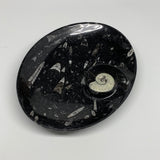 768g, 8.75"x6.5" Black Fossils Ammonite Orthoceras Bowl Oval Ring @Morocco,B8401