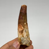 59.4g, 3.7"X1.1"x 0.9", Rare Natural Fossils Spinosaurus Tooth from Morocco, F32